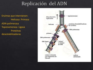 Enzimas que intervienen:
Helicasa Primasa
ADN-polimerasa
Topoisomerasa Ligasa
Proteínas
desestabilizadoras
 