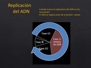 Cuándo ocurre la replicación del ADN en los
eucariotas?
El ADN se replica antes de la división celular.
 