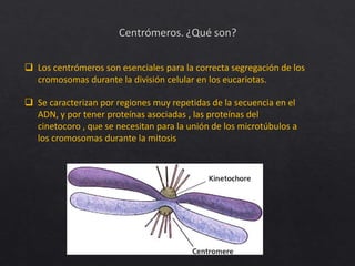  Los centrómeros son esenciales para la correcta segregación de los
cromosomas durante la división celular en los eucariotas.
 Se caracterizan por regiones muy repetidas de la secuencia en el
ADN, y por tener proteínas asociadas , las proteínas del
cinetocoro , que se necesitan para la unión de los microtúbulos a
los cromosomas durante la mitosis
 