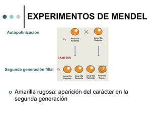  Amarilla rugosa: aparición del carácter en la
segunda generación
EXPERIMENTOS DE MENDEL
Autopolinización
Segunda generación filial
 