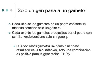 Solo un gen pasa a un gameto
 Cada uno de los gametos de un padre con semilla
amarilla contiene solo un gene Y.
 Cada uno de los gametos producidos por el padre con
semilla verde contiene solo un gene y.
 Cuando estos gametos se combinan como
resultado de la fecundación, solo una combinación
es posible para la generación F1: Yy.
 