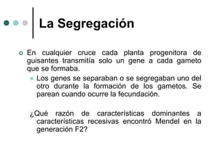 La Segregación
 En cualquier cruce cada planta progenitora de
guisantes transmitía solo un gene a cada gameto
que se formaba.
 Los genes se separaban o se segregaban uno del
otro durante la formación de los gametos. Se
parean cuando ocurre la fecundación.
¿Qué razón de características dominantes a
características recesivas encontró Mendel en la
generación F2?
 
