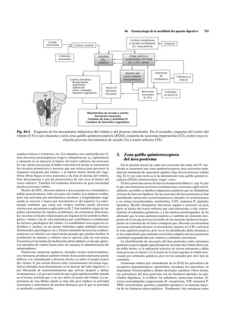 44.    Farmacología de la motilidad del aparato digestivo        743

                                                                                                 Centros cerebelosos
                         Estado                                                                 y núcleos vestibulares          Cinetosis
                        emocional              Corteza cerebral                                    (H1' muscarínico)


                                  Estímulos                        CENTRO                    ZONA GATILLO
                                 sensoriales                         DEL                  QUIMIORRECEPTORA
                                                                   VÓMITO                   (D2' 5-HT3' otros)



                                                                                           Núcleos del                   Liberación
                                                                                         tracto solitario                    de             Fármacos y
                                           Centros nerviosos                             (muscarínicos)                  mediadores           tóxicos
                                             Respiratorios
                                             Vasomotor
                                             Salivación                 Tracto GI
                                             Pares craneales            Sistemas                            Aferencias          Estímulos
                                             Núcleos vegetativos        efectores
                      CV                                                                                    viscerales         en tracto GI
                                                                                                              (5-HT3)


                  A     CI

                                                         Movimientos de arcada y vómito
                                                              Sensación nauseosa
                                                         Cambios de tono y motilidad GI
                                                        Cambios de funciones vegetativas
                       TS

Fig. 44-3. Esquema de los mecanismos inductores del vómito y del proceso emetizante. En el recuadro, esquema del centro del
vómito (CV) y sus relaciones con la zona gatillo quimiorreceptora (ZGQ), conjunto de neuronas inspiratorias (CI), centro cuya ex-
                               citación provoca movimientos de arcada (A) y tracto solitario (TS).



cuadros tóxicos o irritativos, etc. Los impulsos son conducidos por fi-             3.   Zona gatillo quimiorreceptora
bras aferentes parasimpáticas (vago) y simpáticas (p. ej., esplácnicos)
y alcanzan en su mayoría el núcleo del tracto solitario; las neuronas
                                                                                         del área postrema
de este núcleo proyectan al bulbo ventrolateral donde se encuentran                     En la porción lateral de cada área postrema del suelo del IV ven-
los circuitos premotores y motores que son críticos para provocar la                trículo se encuentra una zona quimiorreceptora cuya activación indu-
respuesta integrada del vómito, y al núcleo motor dorsal del vago.                  cida por sustancias de naturaleza química muy diversa provoca vómito
Otras fibras llegan al área postrema y de ésta al sistema del vómito,               (fig. 44-3): por esta razón se le ha denominado zona gatillo quimiorre-
bien directamente o por las proyecciones de este área al núcleo del                 ceptora (ZGQ) (chemoreceptor trigger zone).
tracto solitario. También los estímulos dolorosos de gran intensidad                    El área postrema carece de barrera hematoencefálica (v. cap. 4), por
pueden provocar vómito.                                                             lo que sus estructuras nerviosas (terminaciones, neuronas y glia) son fá-
    Dentro del SNC, diversos núcleos y áreas pueden ser estimulados e               cilmente accesibles a muchos compuestos químicos que no difundirían
influir posteriormente sobre el centro del vómito. Los núcleos vestibu-             a través de barreras lipídicas. En las neuronas del área postrema se han
lares son activados por movimientos circulares y longitudinales origi-              identificado numerosos neurotransmisores situados en terminaciones
nando la cinetosis o mareo por movimiento (o del espacio). La enfer-                y en somas (noradrenalina, acetilcolina, 5-HT, sustancia P, péptidos
medad vestibular que cursa con vértigos también puede provocar                      opioides). Recibe abundantes aferencias vagales y proyecta en gran
vómitos por mecanismos explicados en B, 2. Son también origen de im-                parte al núcleo del tracto solitario que está subyacente a ella, concre-
pulsos emetizantes los núcleos cerebelosos, las estructuras subcortica-             tamente al subnúcleo gelatinoso, y a los núcleos parabraquiales. Se ha
les, las áreas corticales relacionadas con órganos de los sentidos (olfato,         afirmado que la zona quimiorreceptora es también un elemento inte-
gusto y visión) o las de otra naturaleza que contribuyen a condicionar              grante de la vía que provoca el cuadro de las cinetosis; incluso se ha pro-
los factores psicológicos del vómito. La sensibilidad varía según los in-           puesto la existencia de un factor endógeno que, liberado en estructuras
dividuos e, incluso, en un mismo individuo según múltiples factores                 nerviosas activadas durante el movimiento, pasaría al LCR y activaría
(hormonales, psicológicos, etc.). Existen asimismo factores de condicio-            la zona quimiorreceptora, pero no se ha identificado dicha sustancia y
namiento en relación con experiencias pasadas que pueden facilitar la               se ha comprobado que animales con lesión completa del área postrema
producción de náuseas y vómitos; esto se aprecia cada vez con mayor                 continúan respondiendo con vómitos a estímulos cinetósicos.
frecuencia en las tandas de medicación antineoplásica, en las que apare-                La identificación de una parte del área postrema como estructura
cen episodios de vómito horas antes de iniciarse la administración del              quimiorreceptora ligada específicamente al centro del vómito deriva de
antineoplásico.                                                                     un doble hecho: a) la aplicación selectiva de ciertas sustancias a dicha
    Numerosas sustancias químicas, incluidos ciertos neurotransmiso-                zona provoca el vómito y b) la lesión de la zona suprime el vómito pro-
res y fármacos, producen también vómito. Esta acción emetizante puede               vocado por estímulos químicos, pero no los causados por otro tipo de
deberse a la estimulación a diversos niveles: a) sobre el propio centro             estímulos.
del vómito; b) por acción directa sobre terminaciones nerviosas vege-                   Ocasionan vómito por estimulación de la ZGQ los activadores de
tativas ubicadas mayoritariamente en la mucosa del tubo digestivo; c)               receptores dopaminérgicos: apomorfina, levodopa (al convertirse en
por liberación de neurotransmisores que activan después a dichas                    dopamina), bromocriptina y demás derivados ergóticos. Otros fárma-
terminaciones, y d) por activación de una región quimiosensible situada             cos activadores del área postrema son los fármacos opioides, los glu-
en el tronco cerebral que, a su vez, activa el centro del vómito. La im-            cósidos digitálicos, la teofilina, los salicilatos, numerosas toxinas, di-
portancia de esta última región es muy alta para explicar la actividad              versos neuropéptidos (angiotensina II, vasopresina, VIP, sustancia P,
emetizante y antiemética de muchos fármacos, por lo que su actividad                TRH, neurotensina, gastrina y péptidos opioides) y la inmensa mayo-
es analizada a continuación.                                                        ría de los fármacos antineoplásicos. Finalmente, hay sustancias como
 