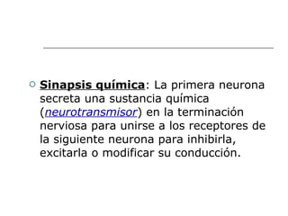 Sinapsis química : La primera neurona secreta una sustancia química ( neurotransmisor ) en la terminación nerviosa para unirse a los receptores de la siguiente neurona para inhibirla, excitarla o modificar su conducción. 