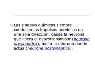 Las sinapsis químicas siempre conducen los impulsos nerviosos en una sola dirección, desde la neurona que libera el neurotransmisor ( neurona presináptica ), hasta la neurona donde actúa ( neurona postsináptica ).  