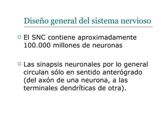 Diseño general del sistema nervioso El SNC contiene aproximadamente 100.000 millones de neuronas Las sinapsis neuronales por lo general circulan sólo en sentido anterógrado (del axón de una neurona, a las terminales dendríticas de otra). 