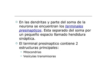 En las dendritas y parte del soma de la neurona se encuentran los  terminales presinapticos . Esta separado del soma por un pequeño espacio llamado hendidura sináptica. El terminal presinaptico contiene 2 estructuras principales:  Mitocondrias Vesículas transmisoras 