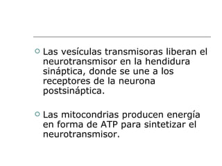 Las vesículas transmisoras liberan el neurotransmisor en la hendidura sináptica, donde se une a los receptores de la neurona postsináptica. Las mitocondrias producen energía en forma de ATP para sintetizar el neurotransmisor.  