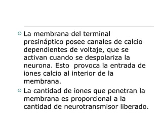 La membrana del terminal presináptico posee canales de calcio dependientes de voltaje, que se activan cuando se despolariza la neurona. Esto  provoca la entrada de iones calcio al interior de la membrana. La cantidad de iones que penetran la membrana es proporcional a la cantidad de neurotransmisor liberado.  