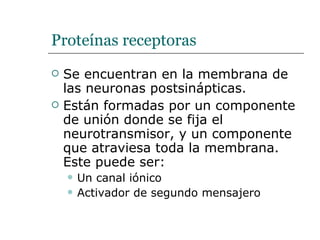 Proteínas receptoras Se encuentran en la membrana de las neuronas postsinápticas. Están formadas por un componente de unión donde se fija el neurotransmisor, y un componente que atraviesa toda la membrana. Este puede ser: Un canal iónico Activador de segundo mensajero  