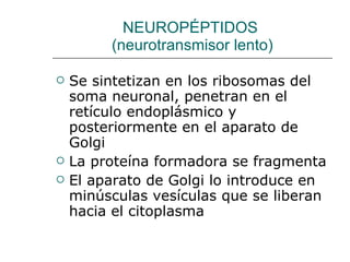 NEUROPÉPTIDOS  (neurotransmisor lento) Se sintetizan en los ribosomas del soma neuronal, penetran en el retículo endoplásmico y posteriormente en el aparato de Golgi La proteína formadora se fragmenta El aparato de Golgi lo introduce en minúsculas vesículas que se liberan hacia el citoplasma 