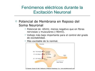 Fenómenos eléctricos durante la Excitación Neuronal Potencial de Membrana en Reposo del Soma Neuronal Potencial de -65mV, menos negativo que en fibras nerviosas y musculares (-90mV). Voltaje más bajo importante para el control del grado de excitabilidad. Más excitable de lo normal. 