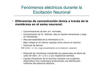 Fenómenos eléctricos durante la Excitación Neuronal Diferencias de concentración iónica a través de la membrana en el soma neuronal. Concentraciones de Na+,K+ normales. Concentración de Cl- distinta: alta en líquido extracelular y baja en intracelular. Alta permeabilidad de la membrana a Cl-. Bajo voltaje en el interior expulsa iones cloruro al exterior. Potencial de Nernst:  FEM (mV)= +/- 61 x log( concentración en el interior/c. exterior) Potencial de membrana mantenido por potenciales de Nerst de cada ión (Na+, K+ y Cl-) y sus respectivas bombas. Líquido intracelular de la neurona contiene una sustancia electrolítica muy conductora produciendo una distribución uniforme del potencial eléctrico. 