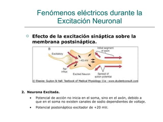 Fenómenos eléctricos durante la Excitación Neuronal Efecto de la excitación sináptica sobre la membrana postsináptica. 2.  Neurona Excitada. Potencial de acción no inicia en el soma, sino en el axón, debido a que en el soma no existen canales de sodio dependientes de voltaje. Potencial postsináptico excitador de +20 mV. 