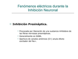 Fenómenos eléctricos durante la Inhibición Neuronal Inhibición Presináptica. Provocada por liberación de una sustancia inhibidora de las fibras nerviosas presinápticas. Generalmente es GABA. Apertura de canales aniónicos (Cl-) anula efecto excitador del Na+. 