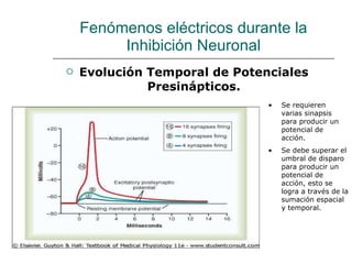 Fenómenos eléctricos durante la Inhibición Neuronal Evolución Temporal de Potenciales Presinápticos. Se requieren varias sinapsis para producir un potencial de acción. Se debe superar el umbral de disparo para producir un potencial de acción, esto se logra a través de la sumación espacial y temporal.  