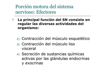Porción motora del sistema nervioso: Efectores La principal función del SN consiste en regular las diversas actividades del organismo: Contracción del músculo esquelético Contracción del músculo liso visceral Secreción de sustancias químicas activas por las glándulas endocrinas y exocrinas  