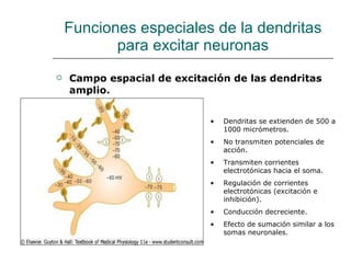 Funciones especiales de la dendritas para excitar neuronas Campo espacial de excitación de las dendritas amplio. Dendritas se extienden de 500 a 1000 micrómetros. No transmiten potenciales de acción. Transmiten corrientes electrotónicas hacia el soma. Regulación de corrientes electrotónicas (excitación e inhibición). Conducción decreciente. Efecto de sumación similar a los somas neuronales. 