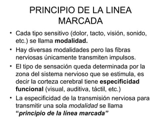 Linea Marcada Capitulo 46 | PPT