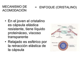 En el joven el cristalino es cápsula elástica resistente, tiene líquido proteináceo, viscoso transparente Relajado es esférico por la retracción elástica de la cápsula MECANISMO DE ACOMODACIÓN =  ENFOQUE (CRISTALINO) 