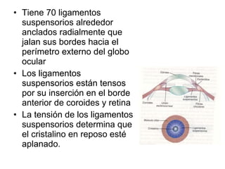 Tiene 70 ligamentos suspensorios alrededor anclados radialmente que jalan sus bordes hacia el perímetro externo del globo ocular Los ligamentos suspensorios están tensos por su inserción en el borde anterior de coroides y retina La tensión de los ligamentos suspensorios determina que el cristalino en reposo esté aplanado. 