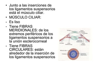 Junto a las inserciones de los ligamentos suspensorios está el músculo ciliar. MÚSCULO CILIAR: Es liso Tiene FIBRAS MERIDIONALES: de los extremos periféricos de los ligamentos suspensorios a la unión esclerocorneal Tiene FIBRAS CIRCULARES: están alrededor de la inserción de los ligamentos suspensorios 