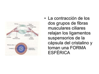 La contracción de los dos grupos de fibras musculares ciliares relajan los ligamentos suspensorios de la cápsula del cristalino y toman una FORMA ESFÉRICA 