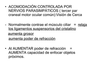 ACOMODACIÓN CONTROLADA POR NERVIOS PARASIMPÁTICOS ( tercer par craneal motor ocular común):Visión de Cerca Normalmente contrae el músculo ciliar  =  relaja los ligamentos suspensorios del cristalino aumenta grosor aumenta poder de refracción Al AUMENTAR poder de refracción  =  AUMENTA capacidad de enfocar objetos próximos. 