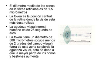 El diámetro medio de los conos en la fóvea retiniana es de 1.5 micrómetros La fóvea es la porción central de la retina donde la visión está más desarrollada La agudeza visual normal humana es de 25 segundo de arco La fóvea tiene un diámetro de 500 micrómetros (ocupa menos de 2 grados del campo visual) fuera de esta zona se pierde la agudeza visual, esto se debe a que la mayor parte de los conos y bastones aumenta 