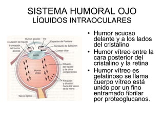 SISTEMA HUMORAL OJO LÍQUIDOS INTRAOCULARES Humor acuoso delante y a los lados del cristalino Humor vítreo entre la cara posterior del cristalino y la retina Humor vítreo es gelatinoso se llama cuerpo vítreo está unido por un fino entramado fibrilar por proteoglucanos. 