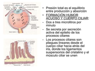 Presión total es el equilibrio entre producción y absorción FORMACIÓN HUMOR ACUOSO Y CUERPO CILIAR : Dos a tres microlitros por minuto Se secreta por secreción activa del epitelio de los procesos ciliares Los procesos ciliares son pliegues lineares desde el cuerpo ciliar hacia atrás del iris, donde los ligamentos suspensorios del cristalino y el músculo ciliar se unen 