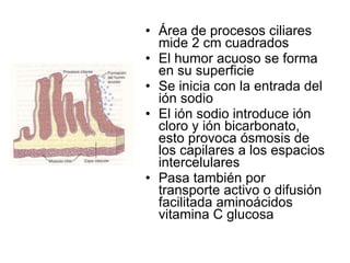 Área de procesos ciliares mide 2 cm cuadrados  El humor acuoso se forma en su superficie Se inicia con la entrada del ión sodio El ión sodio introduce ión cloro y ión bicarbonato, esto provoca ósmosis de los capilares a los espacios intercelulares Pasa también por transporte activo o difusión facilitada aminoácidos vitamina C glucosa 