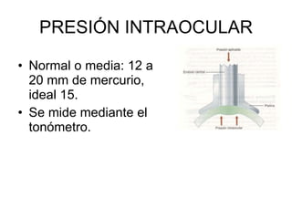 PRESIÓN INTRAOCULAR Normal o media: 12 a 20 mm de mercurio, ideal 15. Se mide mediante el tonómetro. 