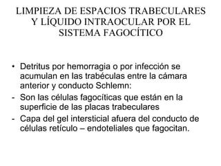LIMPIEZA DE ESPACIOS TRABECULARES Y LÍQUIDO INTRAOCULAR POR EL SISTEMA FAGOCÍTICO Detritus por hemorragia o por infección se acumulan en las trabéculas entre la cámara anterior y conducto Schlemn: Son las células fagocíticas que están en la superficie de las placas trabeculares Capa del gel intersticial afuera del conducto de células retículo – endoteliales que fagocitan. 