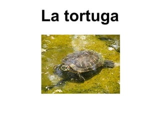 La tortuga
 