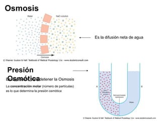 Osmosis Es la difusión neta de agua Presión Osmótica Es la presión para detener la Osmosis La  concentración molar  (número de partículas) es lo que determina la presión osmótica   