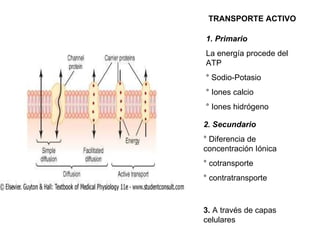 TRANSPORTE ACTIVO  1. Primario  La energía procede del ATP ° Sodio-Potasio ° Iones calcio ° Iones hidrógeno 2. Secundario   ° Diferencia de  concentración Iónica ° cotransporte ° contratransporte 3.  A través de capas celulares 