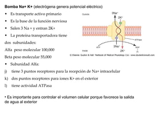 Bomba Na+ K+  (electrógena genera potencial eléctrico) Es transporte activo primario Es la base de la función nerviosa Salen 3 Na + y entran 2K+ La proteína transportadora tiene  dos  subunidades: Alfa  peso molecular 100,000 Beta peso molecular 55,000 Subunidad Alfa:  tiene 3 puntos receptores para la recepción de Na+ intracelular dos puntos receptores para iones K+ en el exterior tiene actividad ATPasa Es importante para controlar el volumen celular porque favorece la salida  la osmosis  de agua al exterior 