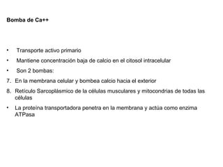 Bomba de Ca++ Transporte activo primario Mantiene concentración baja de calcio en el citosol intracelular Son 2 bombas: En la membrana celular y bombea calcio hacia el exterior Retículo Sarcoplásmico de la células musculares y mitocondrias de todas las células  La proteína transportadora penetra en la membrana y actúa como enzima ATPasa 