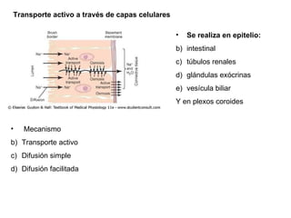 Transporte activo a través de capas celulares Se realiza en epitelio: intestinal túbulos renales glándulas exócrinas  vesícula biliar  Y en plexos coroides Mecanismo Transporte activo  Difusión simple Difusión facilitada 