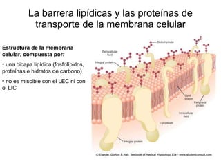 La barrera lipídicas y las proteínas de transporte de la membrana celular Estructura de la membrana celular, compuesta por: una bicapa lipídica (fosfolípidos, proteínas e hidratos de carbono) no es miscible con el LEC ni con el LIC  