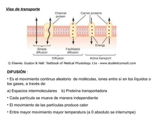 Vías de transporte   DIFUSIÓN  : Es el movimiento continuo aleatorio  de moléculas, iones entre sí en los líquidos o los gases, a través de: a) Espacios intermoleculares  b) Proteína transportadora Cada partícula se mueve de manera independiente  El movimiento de las partículas produce calor Entre mayor movimiento mayor temperatura (a 0 absoluto se interrumpe) 