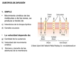 SUBTIPOS DE DIFUSIÓN SIMPLE Movimiento cinético de las moléculas o de los iones, se produce a través de  Intersticios de la bicapa lipídica Canales acuosos La velocidad depende de: Cantidad de la sustancia  Velocidad del movimiento cinético Número y tamaño de las aberturas de la membrana  