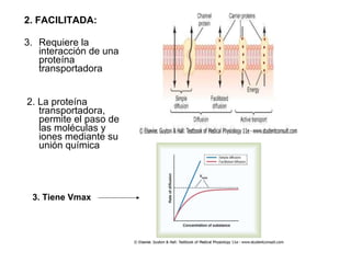 2. FACILITADA:   Requiere la interacción de una proteína transportadora  2. La proteína transportadora, permite el paso de las moléculas y iones mediante su unión química 3. Tiene Vmax 