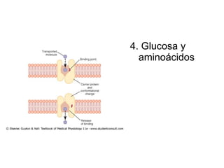4. Glucosa y aminoácidos  