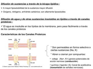 Difusión de sustancias a través de la bicapa lipídica : A mayor liposolubilidad de la sustancia mayor difusión Oxígeno, nitrógeno, anhídrido carbónico; son altamente liposolubles  Difusión de agua y de otras sustancias insolubles en lípidos a través de canales  proteicos : El agua es insoluble en los lípidos de la membrana, pero pasa fácilmente a través de los canales proteicos  Características de los Canales Proteicos  ° Son permeables en forma selectiva a ciertas sustancias (Na, K)  ° Abren o cierran por compuertas: voltaje  (Na+, K+) genera potenciales de acción nerviosa ( conducción ) química ( ligando ) Ej: Canal de acetilcolina ( transmisión  de señales nerviosas) 