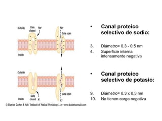 Canal proteico selectivo de sodio: Diámetro= 0.3 - 0.5 nm  Superficie interna intensamente negativa Canal proteico selectivo de potasio: Diámetro= 0.3 x 0.3 nm No tienen carga negativa 