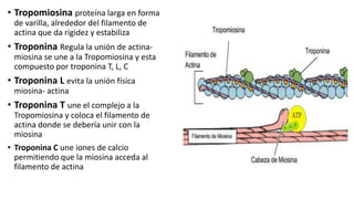 • Tropomiosina proteína larga en forma
de varilla, alrededor del filamento de
actina que da rigidez y estabiliza
• Troponina Regula la unión de actina-
miosina se une a la Tropomiosina y esta
compuesto por troponina T, L, C
• Troponina L evita la unión física
miosina- actina
• Troponina T une el complejo a la
Tropomiosina y coloca el filamento de
actina donde se debería unir con la
miosina
• Troponina C une iones de calcio
permitiendo que la miosina acceda al
filamento de actina
 