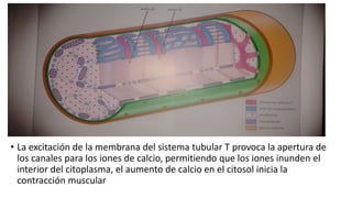 • La excitación de la membrana del sistema tubular T provoca la apertura de
los canales para los iones de calcio, permitiendo que los iones inunden el
interior del citoplasma, el aumento de calcio en el citosol inicia la
contracción muscular
 