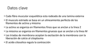 Datos clave
• Cada fibra muscular esquelética esta rodeada de una lamina externa
• El musculo estriado se basa en un alineamiento perfecto de los
filamentos de actina y miosina
• La actina se organiza en filamentos finos que se anclan a la línea Z
• La miosina se organiza en filamentos gruesos que se anclan a la línea M
• Las triadas de membrana acoplan la excitación de la membrana con la
liberación de calcio al citoplasma
• El acido citosolico regula la contracción
 